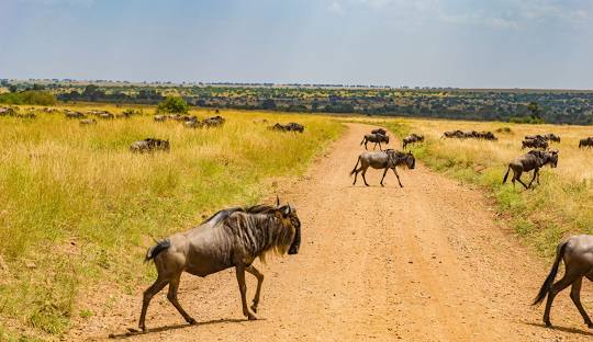 Masai Mara National Reserve